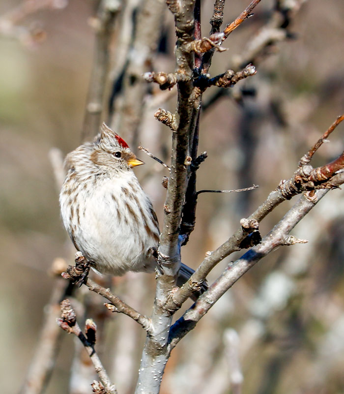A Common Redpoll In The Wind
