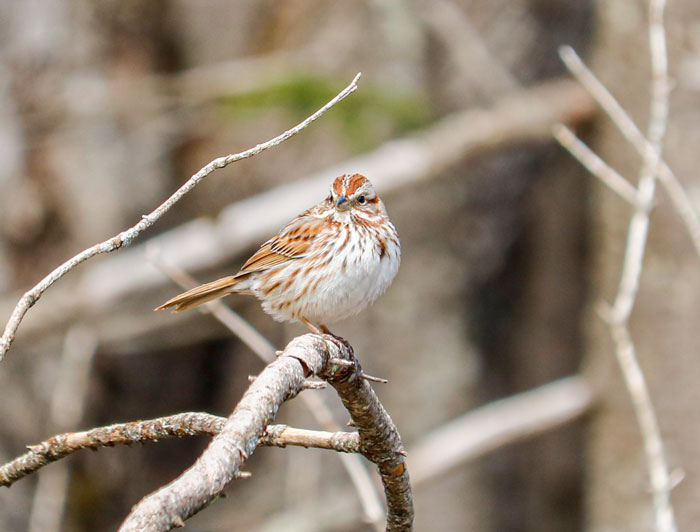 A Song Sparrow Perching In A Brush Pile