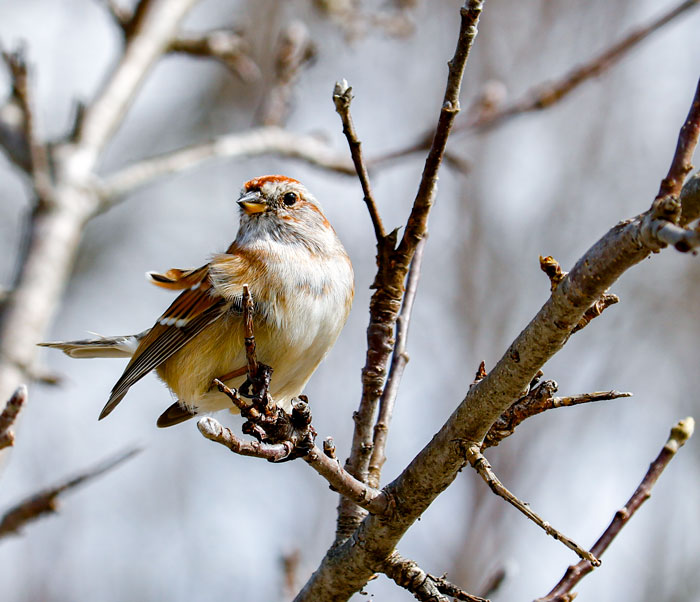An American Tree Sparrow In The Wind