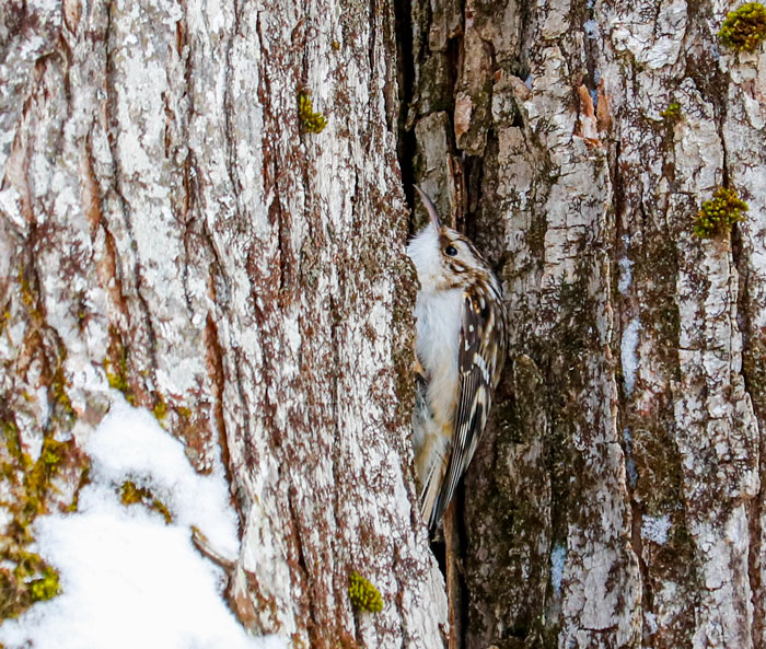 Brown Creeper In Between Two Trees