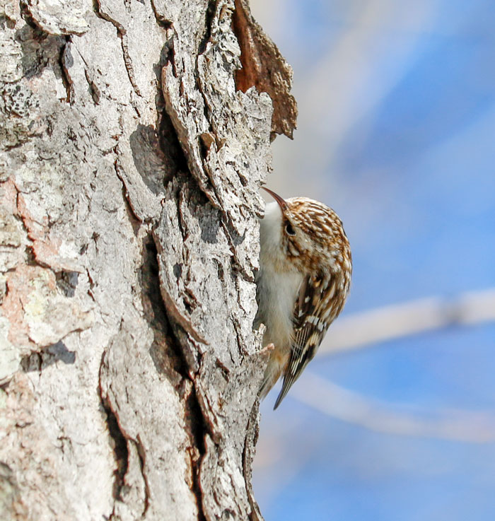 Close Up Of A Brown Creeper