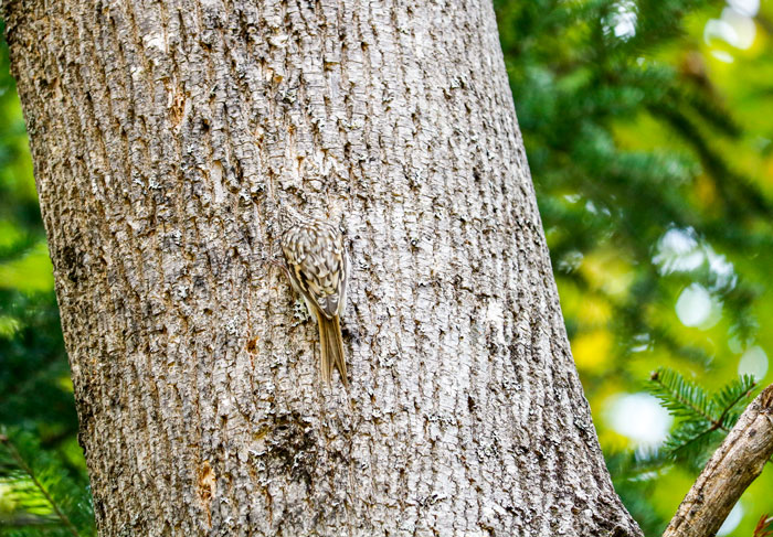 Creeper Blending Into The Tree Bark