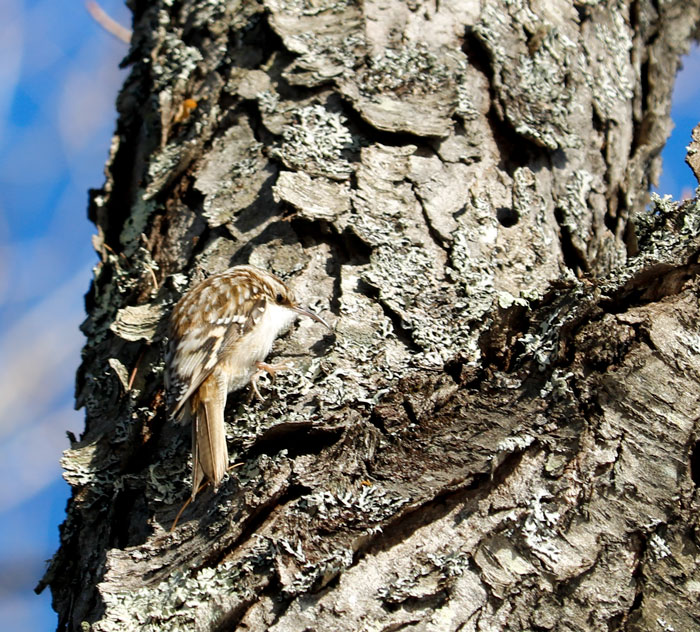 Brown Creeper With A Blue Sky In The Background