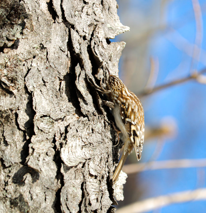 Brown Creeper Foraging