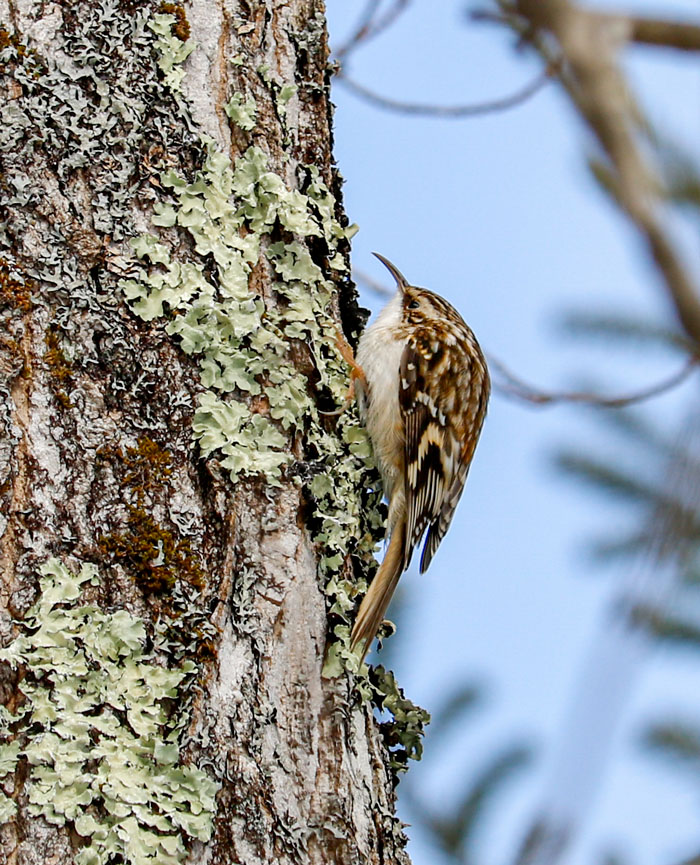 Brown Creeper Perched On A Sugar Maple
