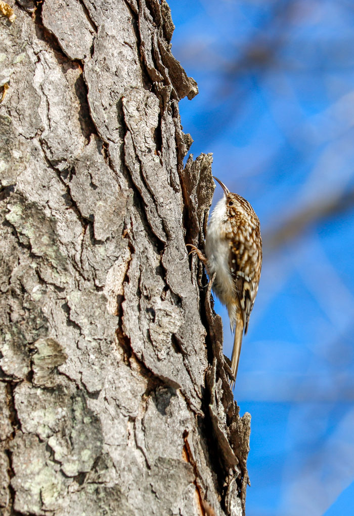 Brown Creeper On A Tree Trunk