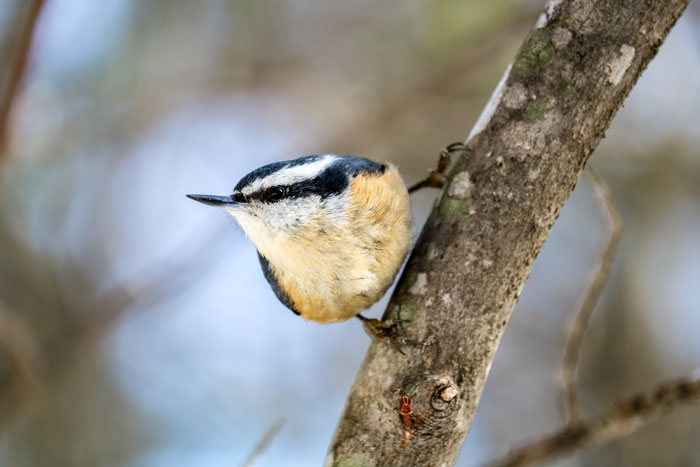 Description Of A Female Red Breasted Nuthatch 4-25