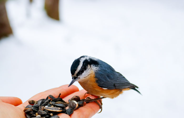 Hand Feeding A Red Breasted Nuthatch 4-25