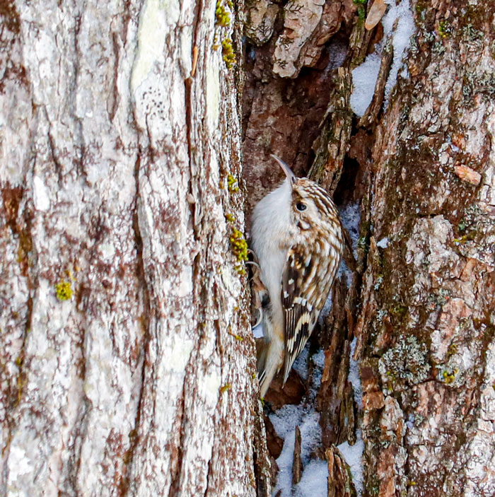 Brown Creeper In Snow
