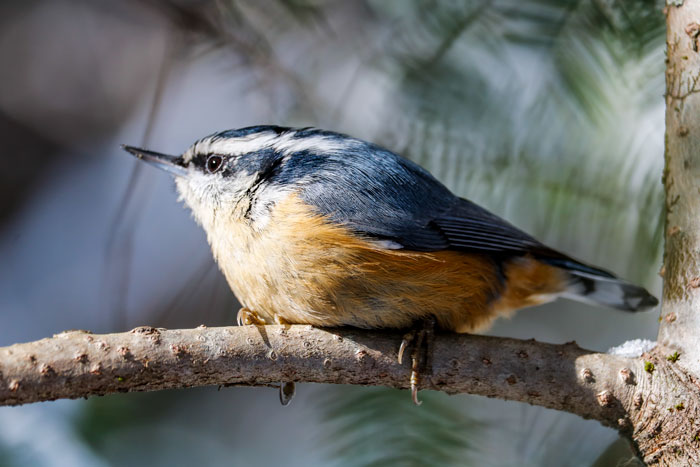 Nuthatch Perching in Pines 4-28