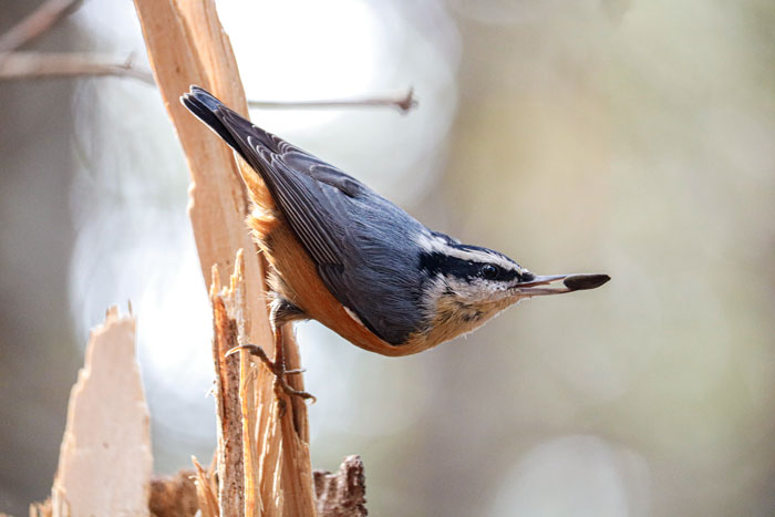 Nuthatch With Seed Sideview 4-28