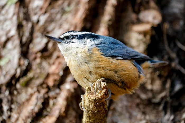 Male Red Breasted Nuthatch 4-25