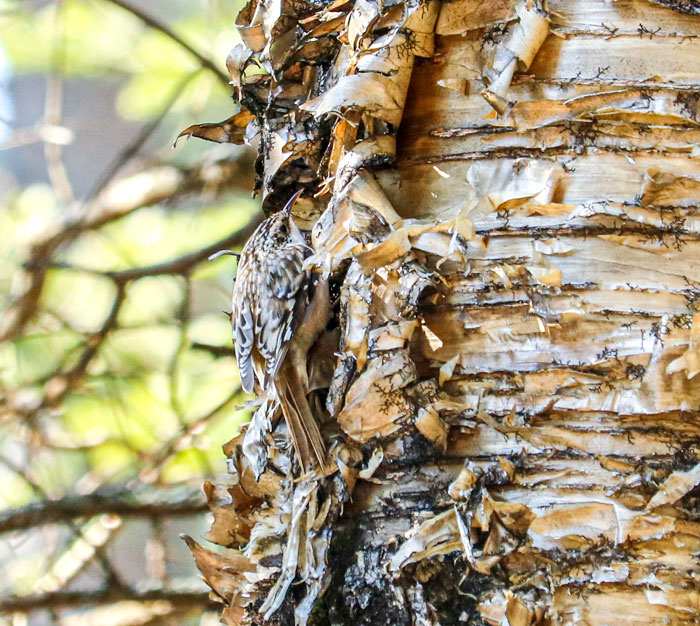 Brown Creeper Gathering Paper Birch Bark