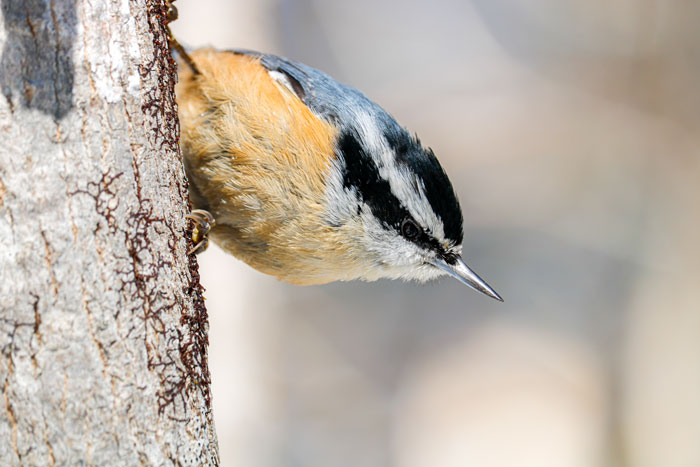 A Sideview Of A Male Red Breasted Nuthatch 4-29