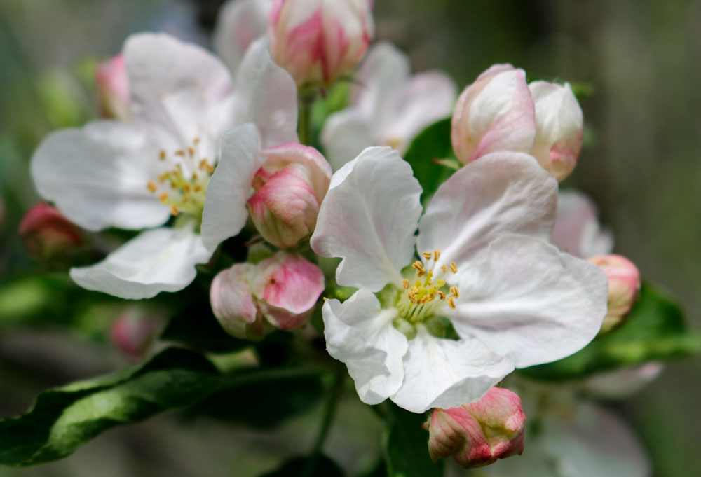 Shaded Apple Blossoms 5-25
