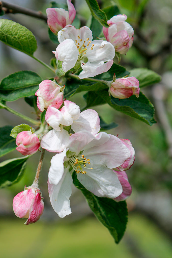 Apple Blossoms In A Vertical Composition 5-25