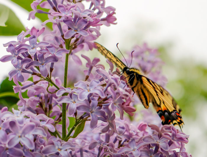 Butterfly On Lilacs 5-25