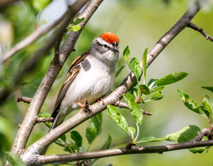 Chipping Sparrow 5-25
