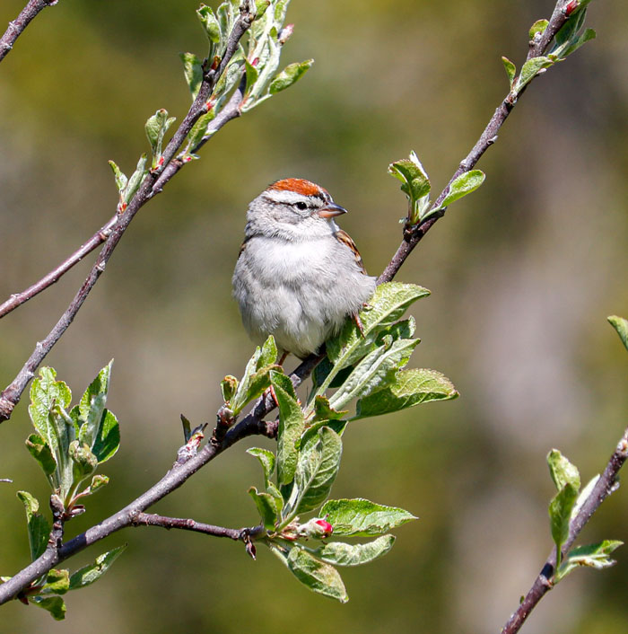 Chipping Sparrow Side 5-25