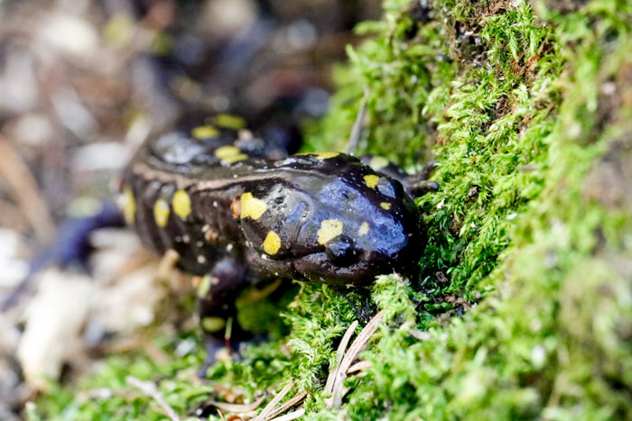 Eastern Salamander 5-25