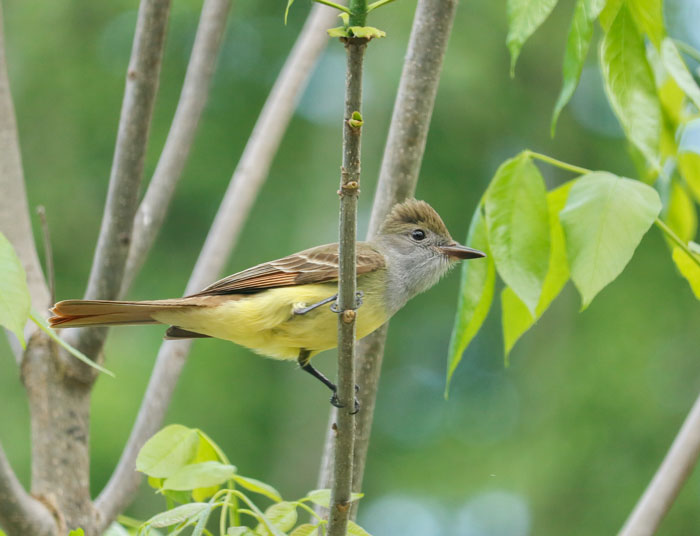 Great Crested Flycatcher 5-25