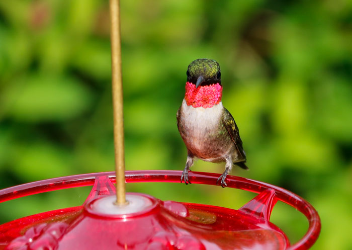 Male Hummingbird 5-25