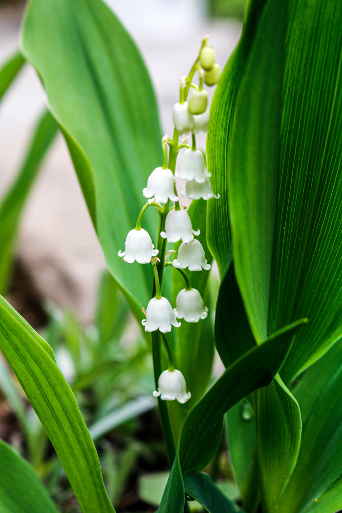 Lily Of The Valley 5-25