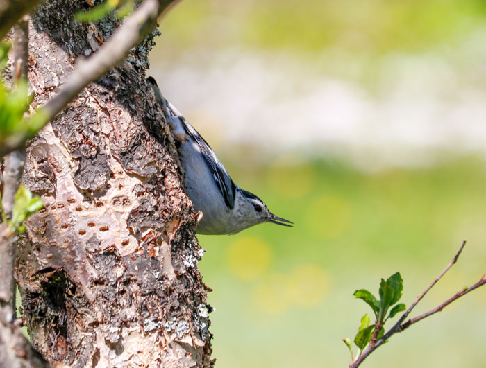 White Breasted Nuthatch 5-25