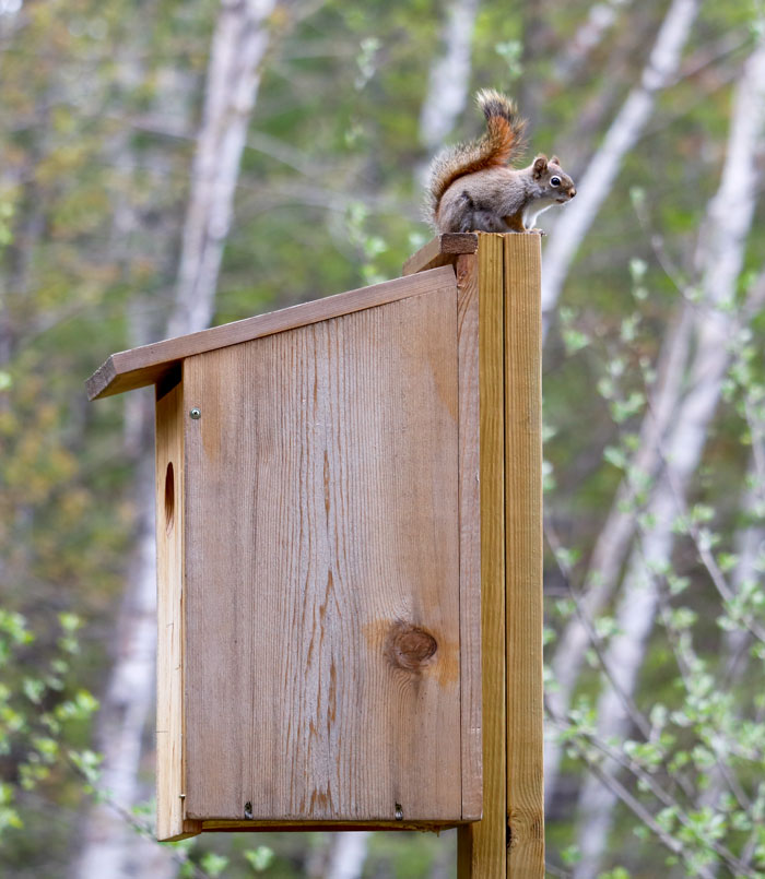 Red Squirrel 5-25