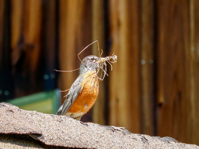 An American Robin Carrying Nesting Material 5-25