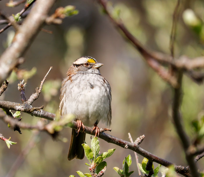 White Throated Sparrow 5-25