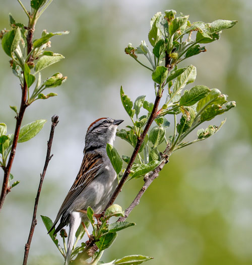 Chipping Sparrow Straight 5-25