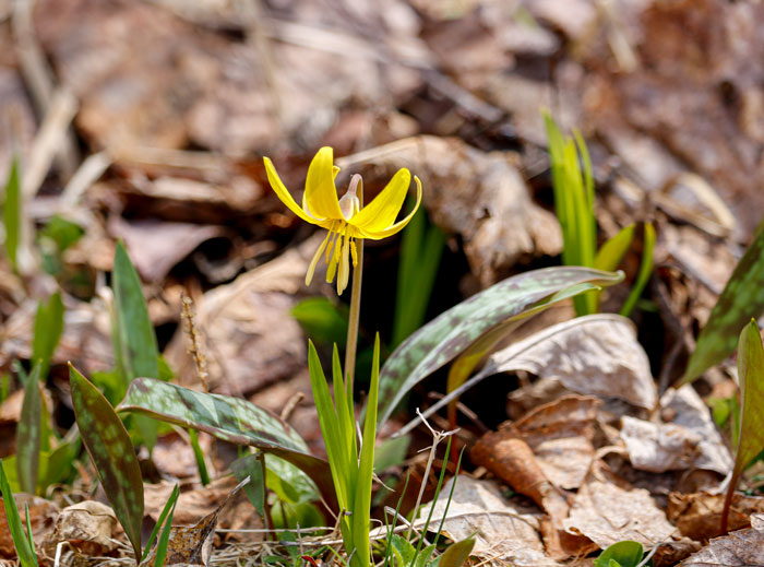 Trout Lily 5-25