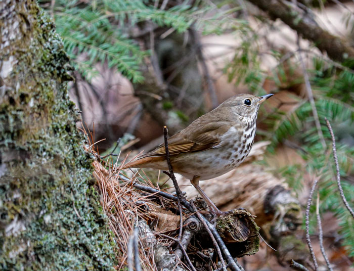 Hermit Thrush At The Base Of A Tree 6-10
