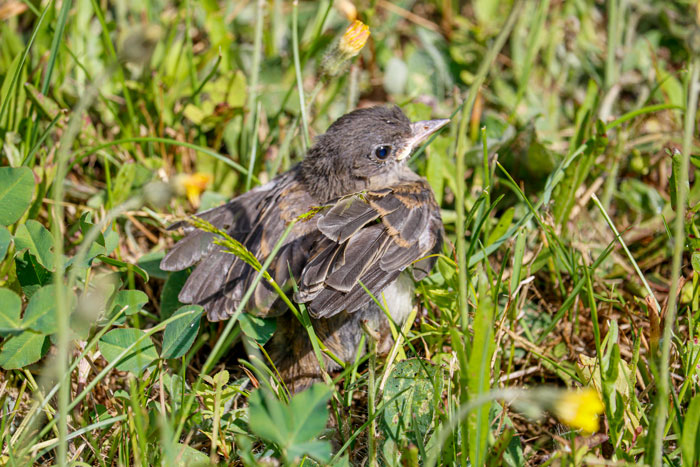 an Eastern Phoebe Fledgling Perching In The Grass 6-29