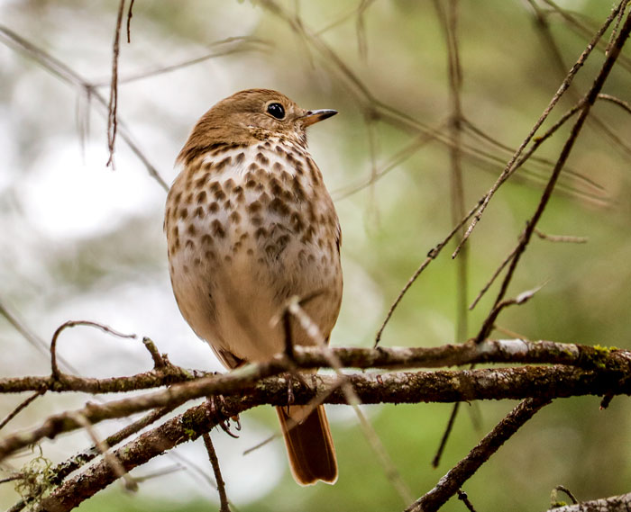 Sideview Of A Hermit Thrush 6-10