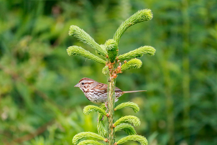 Song Sparrow Pine 6-29