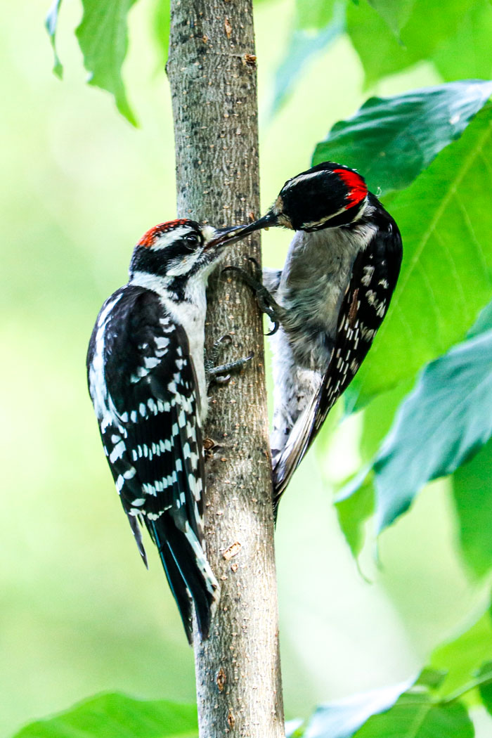 Father And Son Downy Woodpeckers7-30