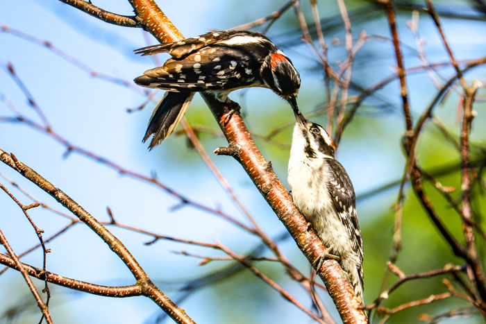 Juvenile Downy Woodpecker 7-29