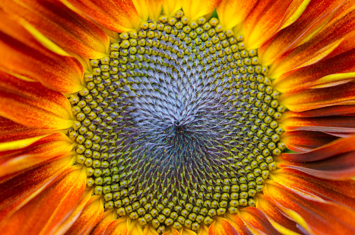 Sunflower 7-24