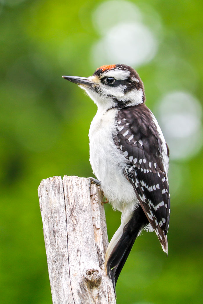 Hairy Woodpecker Juvenile 8-24