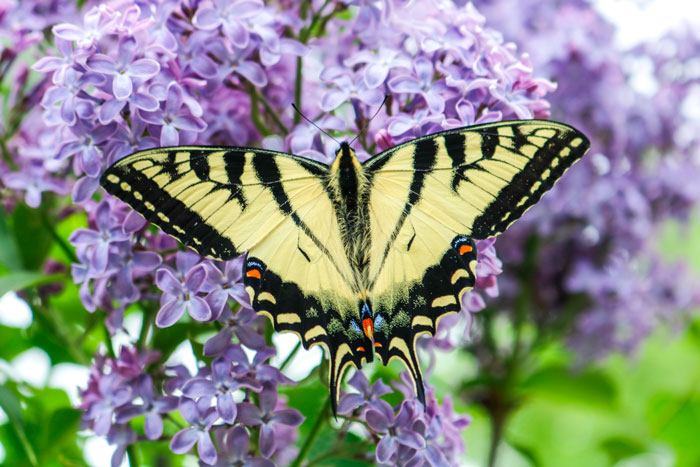 Swallowtail On Lilac 8-24