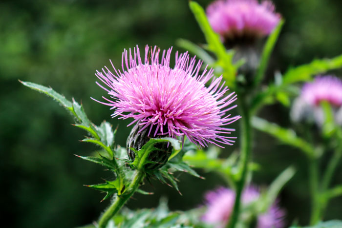 Thistle In The Woods 8-24