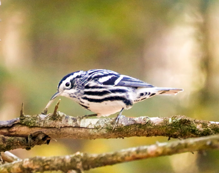 Black And White Warbler 9-21