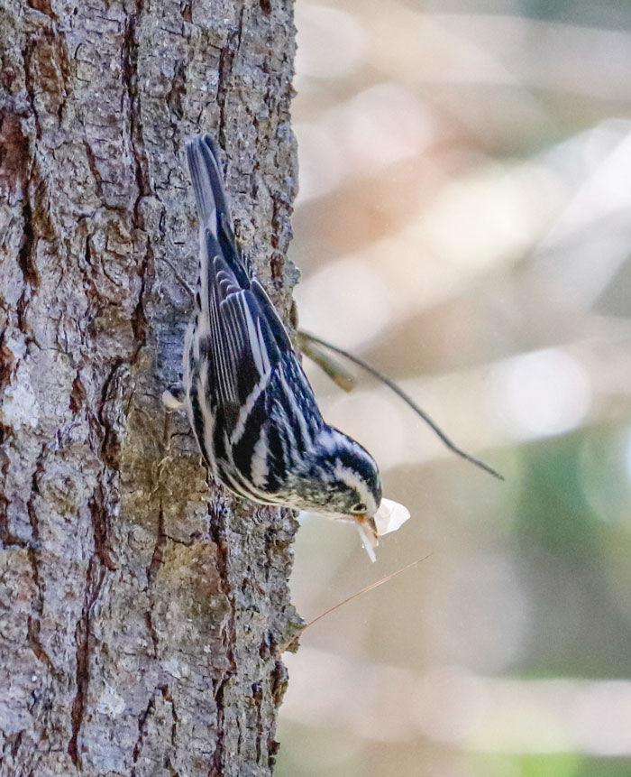 Black And White Warbler Eating A Moth 9-19