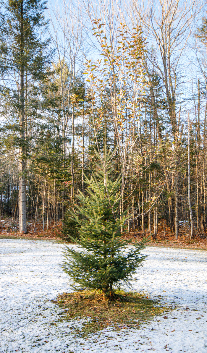 Balsam Fir Christmas Tree