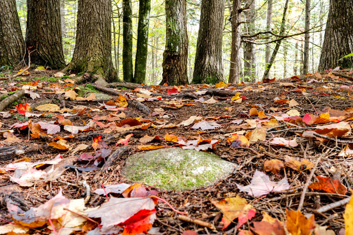 Fallen Leaves Trail