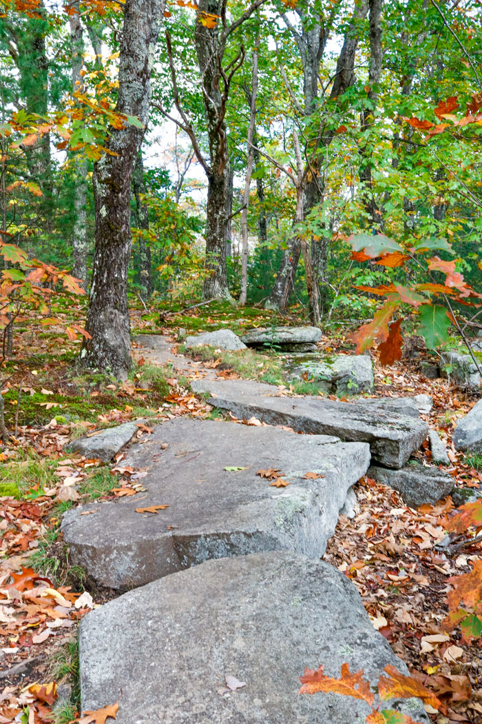 Oaks Leaves On A Stone Path