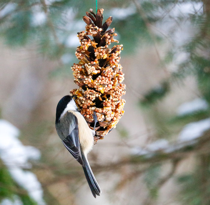 Seed Pine Cone Feeder