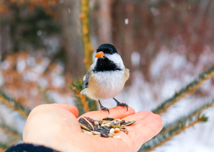 Feeding Seed In The Snow